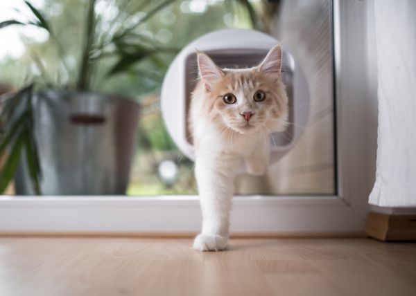 Cat Door Installation in Allentown