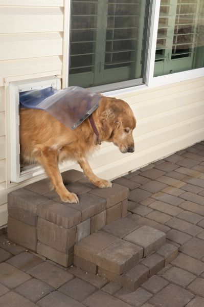 Wall Dog Door Installation in Allentown
