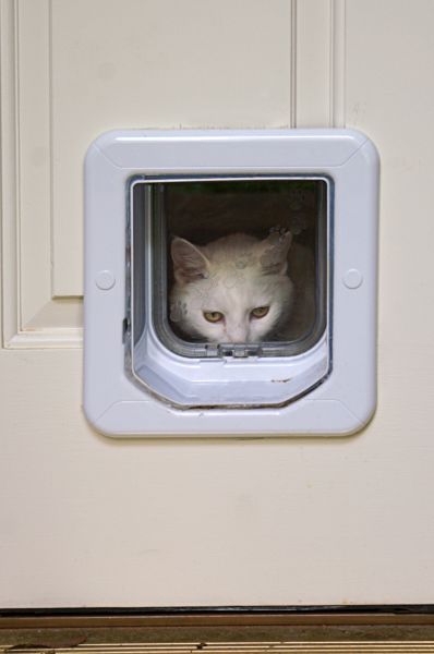 Pet Door Replacement in Allentown
